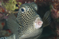 Spotted Trunkfish