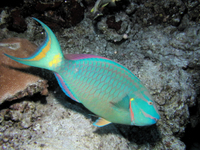 Stoplight Parrotfish, terminal phase