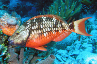 Stoplight Parrotfish, Initial Phase