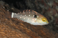 Stoplight Parrotfish, juvenile