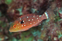 Stoplight Parrotfish, Juvenile