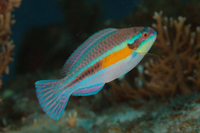 Striped Parotfish, terminal phase