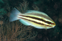 Striped Parotfish, initial phase
