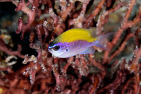 Sunshinefish, juvenile phase