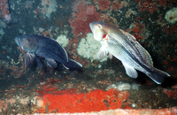 Black Seabass, Male and Female forms