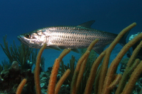 Tarpon