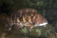 Tautog, AKA Blackfish