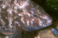 Tautog, AKA Blackfish