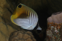 Threadfin Butterflyfish