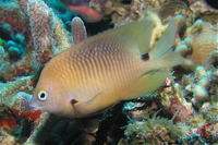 Threespot Damselfish