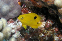 Threespot Damselfish, juvenile phase