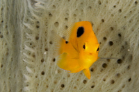 Threespot Damselfish, juvenile phase