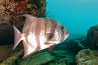 Atlantic Spadefish