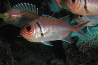 Blackbar Soldierfish