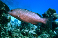 Tiger Grouper