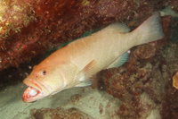 Tiger Grouper