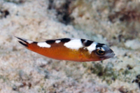 Tobaccofish