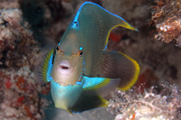 Townsend Angelfish (Queen and Blue Angelfish Hybrid)