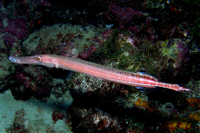 Trumpetfish