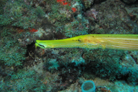 Trumpetfish