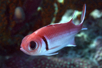 Blackbar Soldierfish