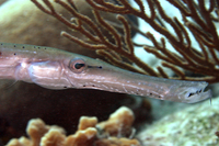 Trumpetfish