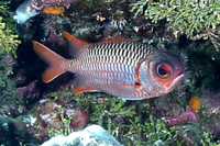 Violet Soldierfish