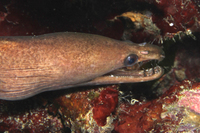 Viper Moray