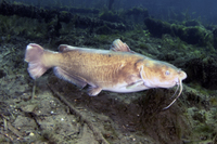 White Catfish