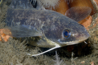 White Hake