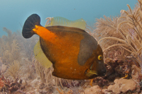 Whitespotted Filefish, orange phase (no spots)