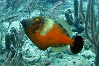 Whitespotted Filefish, intermediate phase (partial spots)