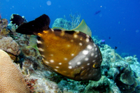 Whitespotted Filefish, spotted phase