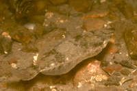 Winter Flounder