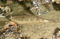 Winter Flounder