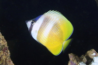 Blacklip Butterflyfish