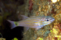 Wolf Cardinalfish - Yellow Tail Phase