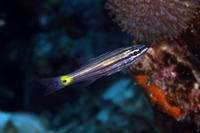 Wolf Cardinalfish, Juvenile Phase