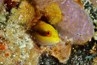 Wrasse Blenny<br>