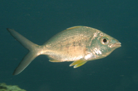 Yellow Fin Mojarra