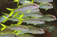 Yellow Goatfish