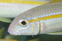 Yellow Goatfish