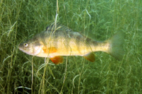 Yellow Perch