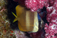 Blacklip Butterflyfish