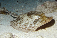 Yellow Stingray