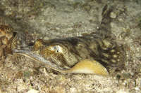 Yellow Stingray