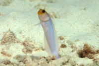 Yellowhead Jawfish