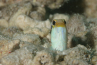 Yellowhead Jawfish