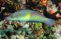 Yellowhead Wrasse, intermediate Phase