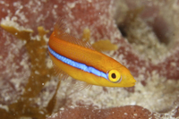 Yellowhead Wrasse, juvenile phase